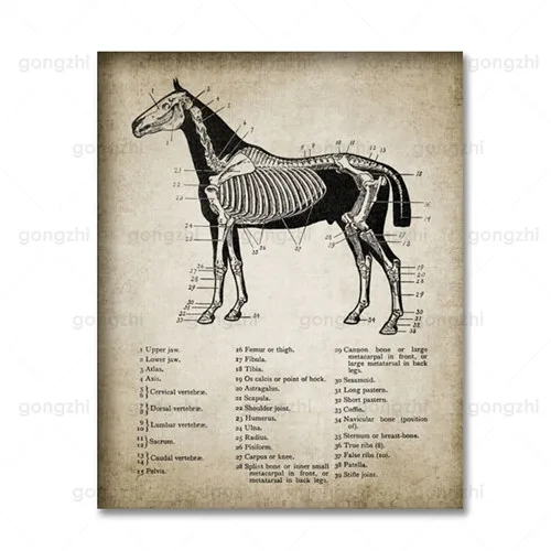 Állatok Vászon Festmény Biológiai Ló Anatómiai Tanulmány Könyvesbolt Orvosi Fali Dekoráció Nyomtatás Hd Személyiség Modern Plakát